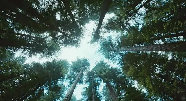 《生命之树》